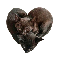 cat heart
